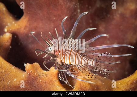 Junger Löwenfisch, Pterois, versteckt sich im Schwamm auf Korallenriffen Stockfoto