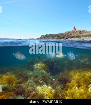 Küste mit einem Leuchtturm und Fisch mit Algen unter Wasser im Atlantik, geteilter Blick über und unter der Wasseroberfläche, natürliche Szene, Spanien Stockfoto