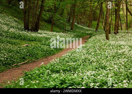 Robin Hood's Howl im Frühjahr, North Yorkshire, Großbritannien Stockfoto