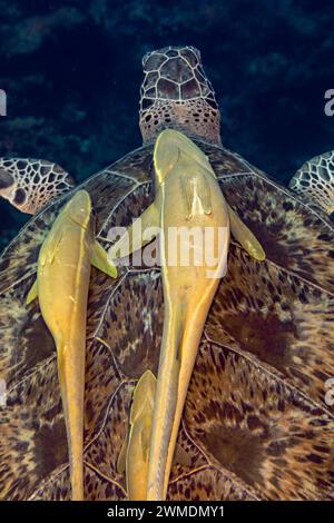 2 gemeine Remorafische, Remora remora, an der Schale einer Grünen Meeresschildkröte, Chelonia mydas, schwimmen in blauen tropischen Gewässern Stockfoto