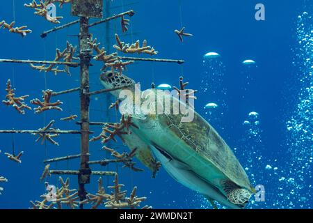 Grüne Schildkröte schwimmt in ein Korallenriff-Restaurierungsprojekt, um Staghor n Korallen zu essen Stockfoto
