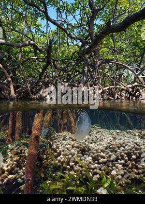 Mangrovenbaum in der Karibik mit Fingerkorallen und einer Mondqualle unter Wasser, geteilter Blick über und unter der Wasseroberfläche, natürliche Szene, Panama Stockfoto