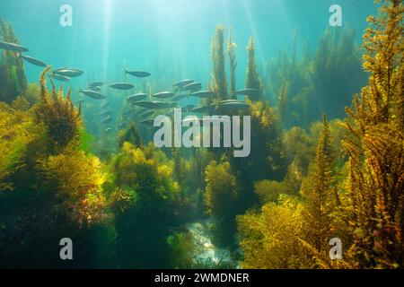 Seetang mit einer Schar von Fischen und Sonnenlicht, Unterwasserlandschaft im Atlantik, Naturszene, Spanien, Galicien, Rias Baixas Stockfoto