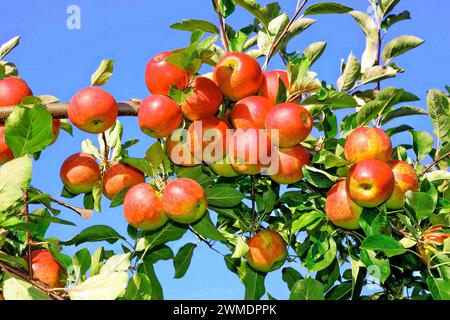 Reife Aepfel am Baum zum pflücken - gesehen im Alten Land am 09.10.2015 *** reife Äpfel auf dem Baum zur Ernte im Alten Land am 09 10 2015 Stockfoto