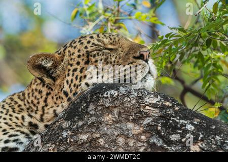 Afrikanischer Leopard, Panthera pardus, Mashatu Game Reserve, Botswana Stockfoto