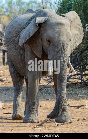 Afrikanische Buschelefanten, Loxodonta africana, Mashatu Game Reserve, Botswana Stockfoto