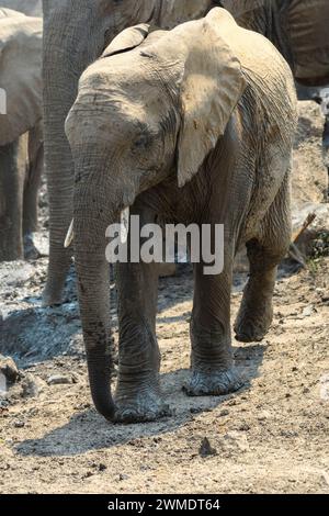 Junger afrikanischer Buschelefant, Loxodonta africana, Mashatu Game Reserve, Botswana Stockfoto