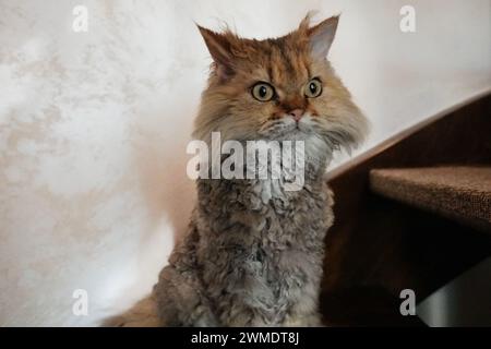 Selkirk-Rex-Katze, die auf der Treppe sitzt Stockfoto