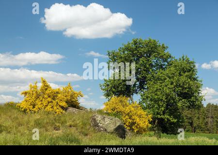 Cytisus scoparius, der gemeinsame Ginster oder Scotch Ginster gelb blüht in der Blütezeit mit Baum und schönem Himmel, Panoramablick Stockfoto