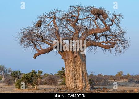 Afrikanischer Baobab-Baum, Adansonia digitata mit Rotschnabelwebernestern, Bulbalornis niger. Der Kofferraum wurde von Elefanten entzogen. Mashatu Stockfoto