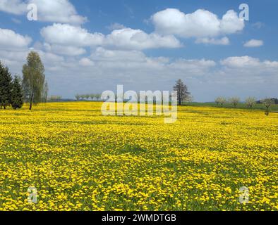 Gelb blühende Wiese voller gewöhnlicher Löwenzahn Frühlingslandschaft Stockfoto