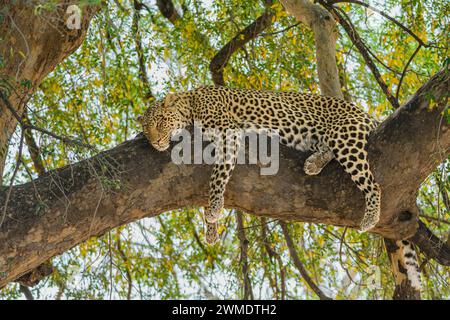 Panthera pardus pardus, bekannt als Mathoja, Mashatu Game Reserve, Botswana Stockfoto