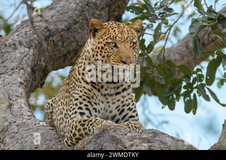 Männlicher afrikanischer Leopard, Panthera pardus, Mashatu Game Reserve, Botswana Stockfoto