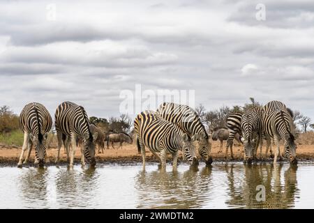 Burchell's Zebras, Equus quagga burchellii, in einem Wasserloch, Mashatu Game Reserve, Botswana Stockfoto