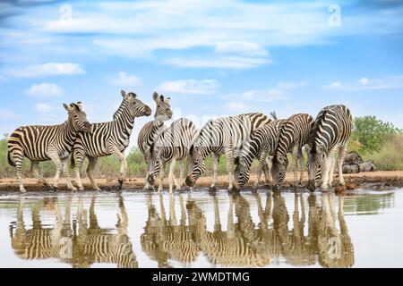 Burchell's Zebras, Equus quagga burchellii, in einem Wasserloch, Mashatu Game Reserve, Botswana Stockfoto