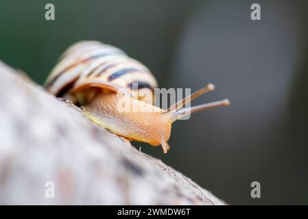 Schnecke auf dem Baum im Garten. Schnecke gleitet auf der nassen Holzstruktur. Eine gewöhnliche Gartenschnecke, die auf einem Stumpf kriecht Stockfoto