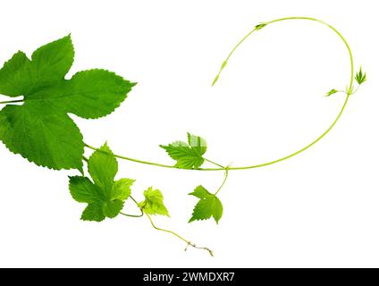 Junge Hopfenzweige mit Blättern und Knospen, isoliert auf weißem Hintergrund ohne Schatten. Brühen. Zutat. Draufsicht. Nahaufnahme. Kräutermedizin.Spr Stockfoto