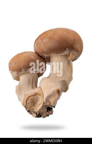 Frische Champignonpilze, zwei königsbraune Champignons, einer groß und einer klein isoliert auf weiß mit Schnittpfad im Preis inbegriffen Stockfoto