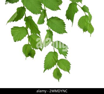 Ulmenblätter isolieren auf weißem Hintergrund ohne Schatten. Verzweigung mit Blättern. Nahaufnahme. Feder. Sommer. Natur im Detail. Stockfoto