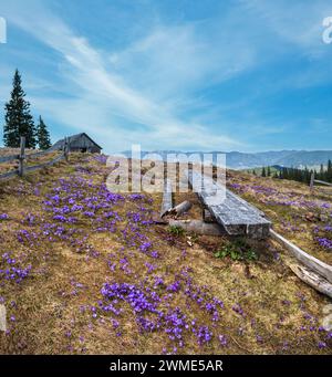 Blühender violetter Crocus heuffelianus (Crocus vernus) Alpenblumen auf dem karpatischen Hochplateau im Frühling, Ukraine. Stockfoto