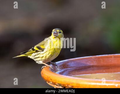 Männlicher Vogel, der am Rand einer Wasserschale sitzt und einen Drink trinkt Stockfoto