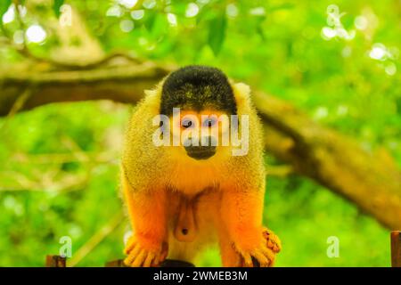 Vorderansicht eines bolivianischen Eichhörnchenaffen. Orangebrauner Affe im Wald, Saimiri Boliviensis-Arten, die in Südamerika leben, Amazonas-Regenwald Stockfoto