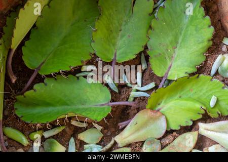 Flache Anlage kleiner Pflanzen um das Haus herum Stockfoto