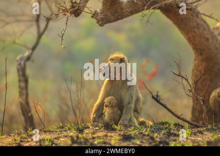Niedliche Chacma-Pavianmutter mit Baby, Art Papio ursinus, sitzend auf dem Baum im Naturwald. Cape Baby Pavian umarmt Mom. Safari mit Pirschfahrt in Stockfoto