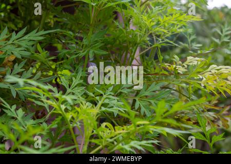 Flache Anlage kleiner Pflanzen um das Haus herum Stockfoto