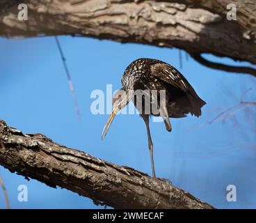 Limpkin (Aramus guarauna) fliegt über den Waldsee, Fort Bend County, Texas, USA. Stockfoto