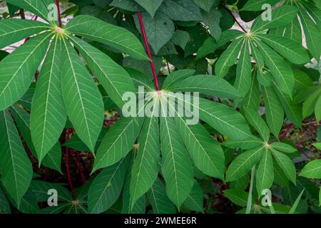 Flache Anlage kleiner Pflanzen um das Haus herum Stockfoto