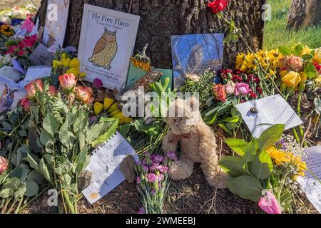 NEW YORK, New YORK, New YORK – 25. Februar 2024: Tribut an Flaco, die Eule, werden an einem provisorischen Denkmal im Central Park gesehen. Stockfoto