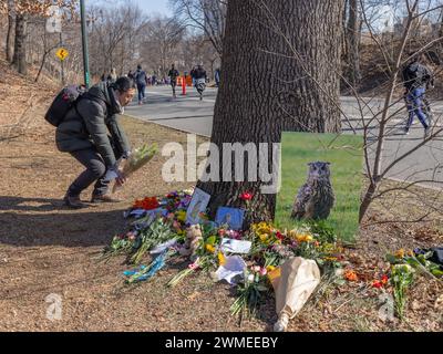 NEW YORK, N.Y. – 25. Februar 2024: Eine Person legt Blumen an einem provisorischen Denkmal für Flaco die Eule im Central Park. Stockfoto