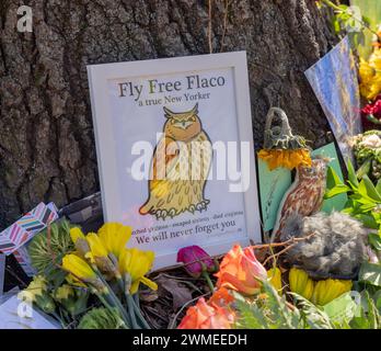 NEW YORK, New YORK, New YORK – 25. Februar 2024: Tribut an Flaco, die Eule, werden an einem provisorischen Denkmal im Central Park gesehen. Stockfoto