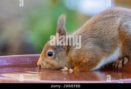 Das dürstige kleine schottische rote eichhörnchen trinkt Wasser aus einem Gericht im Wald Stockfoto