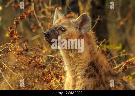 Porträt eines gefleckten Hyänenjungen, der Art Crocuta crocuta, die wachsam im Kruger-Nationalpark in Südafrika steht. Iena reitet oder Hyena maculata rein Stockfoto