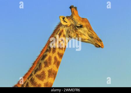 Porträt afrikanischer Giraffen im blauen Himmel. Hluhluwe-Imfolozi Park, Südafrika, bekannt als das Jagdreservat von Umfolozi, dem ältesten Stockfoto