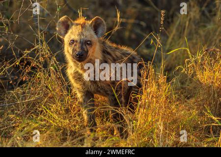 Geflecktes Hyänenjunges im Kruger-Nationalpark, Südafrika. Iena ridens oder Hyena maculata im natürlichen Grünland-Habitat. Trockenzeit. Stockfoto