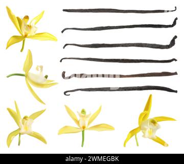 Vanilleschoten und gelbe Blüten isoliert auf weiß, Set Stockfoto
