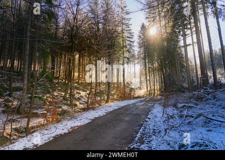 Die Sonne leuchtet durch Bäume im Wald Stockfoto