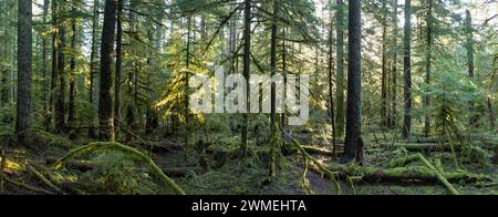 Sonnenlicht zieht durch einen wunderschönen, moosbedeckten Wald in der Nähe der Mount St. Helens, Washington. Der pazifische Nordwesten ist von ausgedehnten Wäldern übersät. Stockfoto