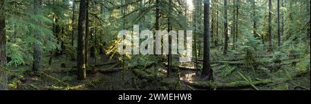 Sonnenlicht zieht durch einen wunderschönen, moosbedeckten Wald in der Nähe der Mount St. Helens, Washington. Der pazifische Nordwesten ist von ausgedehnten Wäldern übersät. Stockfoto