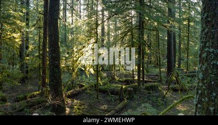 Sonnenlicht zieht durch einen wunderschönen, moosbedeckten Wald in der Nähe der Mount St. Helens, Washington. Der pazifische Nordwesten ist von ausgedehnten Wäldern übersät. Stockfoto