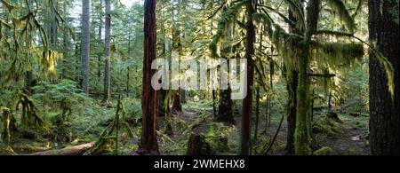 Sonnenlicht zieht durch einen wunderschönen, moosbedeckten Wald in der Nähe der Mount St. Helens, Washington. Der pazifische Nordwesten ist von ausgedehnten Wäldern übersät. Stockfoto