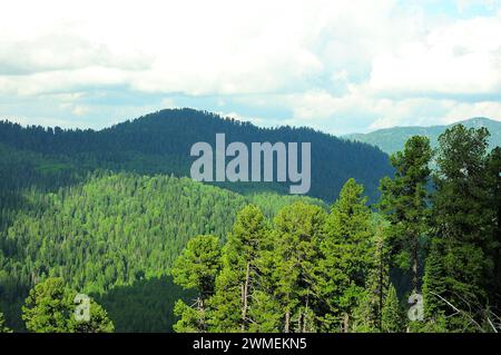 Ein Blick durch die Gipfel hoher Kiefern auf die Hänge und Gipfel von Bergen, die mit dichtem Nadelwald bewachsen sind, unter einem bewölkten, klaren Himmel in den Rochen Stockfoto