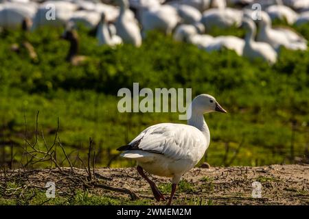 A Ross's Gans posiert für sein Porträt im Merced National Wildlife Refuge im Central Valley von Kalifornien Stockfoto