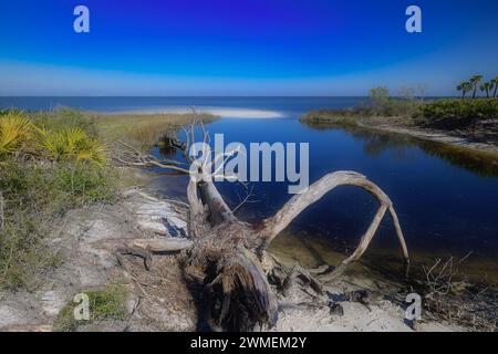 Ein gefallener, verderbter Baum, der neben den stillen Gewässern der St. liegt Joe Bay erzählt Geschichten über Widerstandsfähigkeit und den Lauf der Zeit. Stockfoto