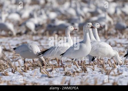 Schneegänse halten im Frühjahr auf dem Pennsylvania Corn Field an. Stockfoto