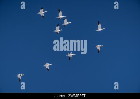 Schneegänse fliegen im ländlichen Pennsylvania vor blauem Himmel Stockfoto