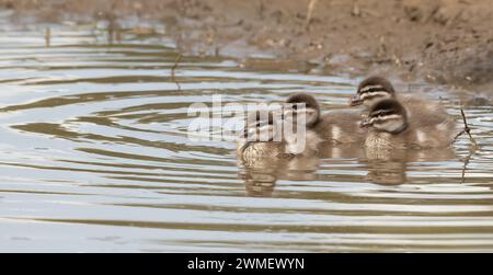 Pazifische Schwarze Enten (Anas superciliosa) schwimmen zusammen in einem kleinen Damm in Queensland, Australien. Stockfoto